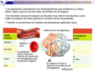 SISTEMAS ESPECIALIZADOS: PIGMENTOS RESPIRATORIOS Los pigmentos respiratorios son heteroproteínas que contienen un metal –hierro, cobre- que se une de modo reversible con el oxígeno. Se necesitan porque el oxígeno se disuelve muy mal en los líquidos y para ceder el oxígeno de modo gradual en función de las necesidades. Tienden a concentrarse en células transportadoras (glóbulos rojos) 