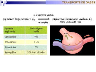 TRANSPORTE DE GASES (98% unido a la Hb) 
