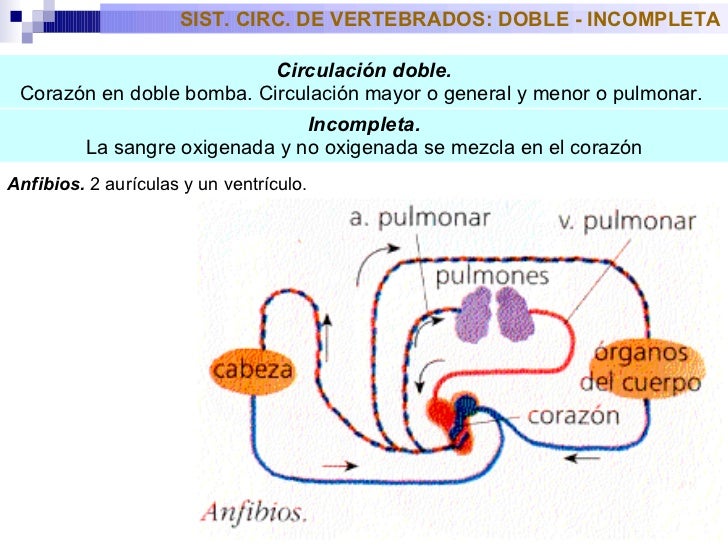 Fisiología Animal Circulación