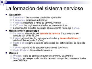 La formación del sistema nervioso Gestación 2 semanas : las neuronas cerebrales aparecen 4 semanas : empiezan a dividirse 4 meses : desarrollo a ritmo de 250.000/minuto 4º-5º mes : las regiones cerebrales se intercomunican. Se forman los circuitos que rigen el movimiento hasta los  2 años . Nacimiento y progresión 2-4 meses : desarrollo del  sentido de la vista . Cada neurona se conecta con otras 15.000 2 años : adquisición de nociones abstractas y  desarrollo léxico  (1 palabra/2 horas hasta 8 años.) Hasta 6 años : generación de conexiones por estimulación; se aprende todo. 7 años : capacidad de ejecutar operaciones concretas. Hasta 23 años : desarrollo del cerebro. Declive 40 años : inicio de perdidas neuronales (10.000-20.000/día) 80 años:  se compensa la perdida de neuronas por la conexión entre las que QUEDAN  