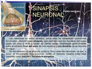 SINAPSIS NEURONAL Las neuronas no están aisladas; entre ellas se establecen conexiones funcionales, denominadas  sinapsis,  que permiten que los impulsos nerviosos pasen de unas a otras a través de ciertas zonas, localizadas generalmente entre el extremo  final del axón  de una neurona y  una dendrita  de la neurona contigua.  En las sinapsis no se produce contacto físico entre las neuronas, ya que, a pesar de encontrarse muy próximas, existe un estrecho espacio entre ellas conocido como  brecha  o  hendidura sináptica. 