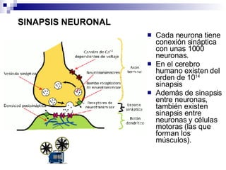 SINAPSIS NEURONAL Cada neurona tiene conexión sináptica con unas 1000 neuronas. En el cerebro humano existen del orden de 10 14  sinapsis  Además de sinapsis entre neuronas, también existen sinapsis entre neuronas y células motoras (las que forman los músculos). 
