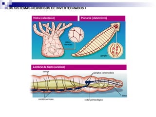 LOS SISTEMAS NERVIOSOS DE INVERTEBRADOS I Lombriz de tierra (anélido) plexo nervioso ganglio Hidra (celentereo) Planaria (platelminto)  faringe cordón nervioso collar periesofágico ganglios cerebroideos boca 