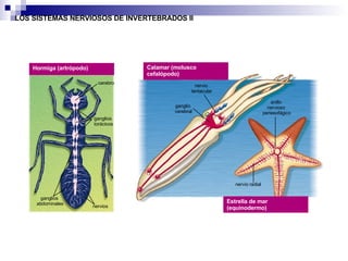 Hormiga (artrópodo) Calamar (molusco cefalópodo) Estrella de mar (equinodermo) LOS SISTEMAS NERVIOSOS DE INVERTEBRADOS II cerebro ganglios torácicos nervios ganglios  abdominales nervio  tentacular ganglio  cerebral nervio radial anillo  nervioso  periesofágico 