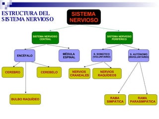 ESTRUCTURA DEL SISTEMA NERVIOSO SISTEMA   NERVIOSO SISTEMA NERVIOSO  CENTRAL SISTEMA NERVIOSO PERIFÉRICO MÉDULA  ESPINAL S. SOMÁTICO (VOLUNTARIO) S. AUTÓNOMO (INVOLUNTARIO) CEREBRO CEREBELO RAMA  SIMPÁTICA RAMA   PARASIMPÁTICA ENCÉFALO BULBO RAQUÍDEO NERVIOS  CRANEALES NERVIOS RAQUÍDEOS 