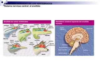 EL SISTEMA NERVIOSO DE LOS VERTEBRADOS Sistema nervioso central: el encéfalo Encéfalo de varios vertebrados Hemisferio cerebral izquierdo del encéfalo humano perro tiburón rana caimán ave cerebelo cerebelo cerebelo cerebelo cerebelo cerebro cerebro cerebro cerebro cerebro lóbulo  óptico lóbulo  óptico lóbulo  óptico lóbulo  óptico bulbo  raquídeo cuerpo  calloso ventrículo cerebelo protuberancia bulbo raquídeo médula espinal hipófisis lóbulo  olfatorio lóbulos  olfatorios lóbulo  olfatorio 