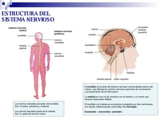 El  encéfalo  es la parte del sistema nervioso central alojada dentro del  cráneo, que alberga los centros nervioso superiores de coordinación  y procesamiento de la información. La  médula  es una vía de conexión con el cerebro y un centro que  produce respuestas reflejas El encéfalo y la médula se encuentran protegidos por tres membranas,  con líquido cefalorraquídeo entre ellas: las  meninges : Duramadre – aracnoides - piamadre sistema nervioso central sistema nervioso  periférico Los nervios craneales proceden del encéfalo.  Son 12 pares, sensitivos y motores. Los nervios raquídeos parte de la médula.  Son 31 pares de nervios mixtos ESTRUCTURA DEL SISTEMA NERVIOSO cráneo cerebro hipotálamo cerebelo hemisferio  cerebral  izquierdo medula espinal bulbo raquídeo hipófisis encéfalo médula espinal nervios  craneales nervios  r aquídeos 