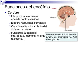 Funciones del encéfalo Cerebro Interpreta la información enviada por los sentidos Elabora respuestas complejas Coordina el funcionamiento del sistema nervioso Funciones superiores: inteligencia, memoria, voluntad, raciocinio,… El cerebro consume el 20% del oxígeno del organismo y el 18% de la glucosa. cerebro cerebelo bulbo raquídeo 