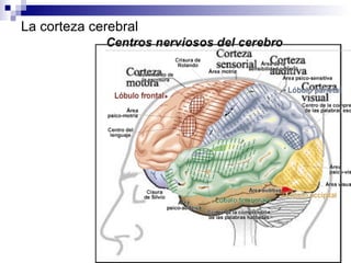 La corteza cerebral 