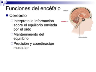 Funciones del encéfalo Cerebelo Interpreta la información sobre el equilibrio enviada por el oído Mantenimiento del equilibrio Precisión y coordinación muscular cerebro cerebelo bulbo raquídeo 