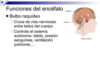 Funciones del encéfalo Bulbo raquídeo Cruce de vías nerviosas entre lados del cuerpo. Controla el sistema autónomo: latido, presión sanguínea, ventilación pulmonar,… cerebro cerebelo bulbo raquídeo 