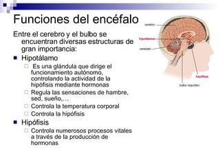 Funciones del encéfalo Entre el cerebro y el bulbo se encuentran diversas estructuras de gran importancia: Hipotálamo Es una glándula que dirige el funcionamiento autónomo, controlando la actividad de la hipófisis mediante hormonas Regula las sensaciones de hambre, sed, sueño,… Controla la temperatura corporal Controla la hipófisis Hipófisis Controla numerosos procesos vitales a través de la producción de hormonas cerebro hipotálamo cerebelo bulbo raquídeo hipófisis 
