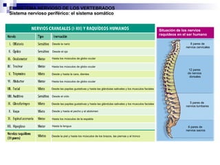 Desde la nariz Desde el ojo Situación de los nervios raquídeos en el ser humano 8 pares de  nervios cervicales 12 pares  de nervios  dorsales 5 pares de  nervios lumbares 6 pares de  nervios sacros EL SISTEMA NERVIOSO DE LOS VERTEBRADOS Sistema nervioso perif érico: el sistema somático Hasta los m úsculos de globo ocular Hasta los m úsculos de globo ocular Desde y hasta la cara, dientes Hasta los m úsculos de globo ocular Desde las papilas gustativas y hasta las gl ándulas salivales y los musculos faciales Desde el o í do Desde las papilas gustativas y hasta las gl ándulas salivales y los musculos faciales Desde y hasta el pecho y el abdomen Hasta los m úsculos de la espalda Hasta la lengua Desde la piel y hasta los m úsculos de los brazos, las piernas y el tronco 