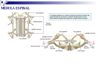 La médula espinal es un cordón nervioso que recorre el interior del  canal formado por la columna vertebral. De ella parten nervios  hacia todos los lugares del organismo, excepto hacia la cabeza. MÉDULA ESPINAL nervios  raquídeos raíz posterior médula espinal ganglio nervioso raíz anterior ganglio nervioso neurona sensitiva nervio  raquídeo raíz anterior raíz posterior raíz posterior raíz anterior nervio  raquídeo ganglio nervioso neurona motora interneurona 