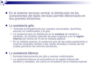 En el sistema nervioso central, la distribución de los componentes del tejido nervioso permite diferenciarlo en dos grandes divisiones: La  sustancia gris : formada principalmente por cuerpos neuronales, dendritas, axones no mielinizados y la glía. La sustancia gris se distribuye en la  corteza  de cerebro y cerebelo, en núcleos internos de esos órganos y en la  región interna  (en forma de H) de la médula espinal. En la médula espinal, la sustancia gris de las astas posteriores o cuernos dorsales reciben a las raíces dorsales a través de las cuales penetran los nervios sensitivos. La  sustancia blanca :  formada básicamente por glía y axones mielinizados La sustancia blanca se encuentra en la región interna del cerebro y cerebelo, así como en el exterior de la médula espinal. 