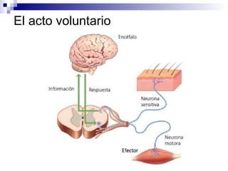 El acto voluntario 
