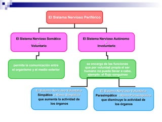El Sistema Nervioso Periférico El Sistema Nervioso Somático  o  Voluntario El Sistema Nervioso Autónomo  o  Involuntario permite la comunicación entre  el organismo y el medio exterior  se encarga de las funciones  que por voluntad propia el ser  humano no puede llevar a cabo, ejemplo: el flujo sanguíneo El Sistema Nervioso Voluntario  Simpático  o Rama Simpática   que aumenta la actividad de  los órganos El Sistema Nervioso Voluntario  Parasimpático  o Rama Parasimpático   que disminuye la actividad de  los órganos 
