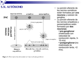S.N. AUTÓNOMO La porción eferente de los nervios somáticos están formados por  una neurona  y carecen de ganglios. La porción eferente de los nervios simpáticos y parasimpáticos están formados por  dos neuronas: pre-ganglionar  (mielinizada con velocidad de conducción rápida, 3-15 m/s)  postganglionar ( no mielinizada de conducción lenta, <2 m/s).  