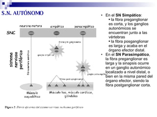 S.N. AUTÓNOMO En el  SN Simpático : la fibra preganglionar es corta, y los ganglios autonómicos se encuentran junto a las vértebras  la fibra posganglionar es larga y acaba en el órgano efector distal.  En el  SN Parasimpático , la fibra preganglionar es larga y la sinapsis ocurre en un ganglio autonómico localizado a nivel distal, o bien en la misma pared del órgano efector, siendo la fibra postganglionar corta. 