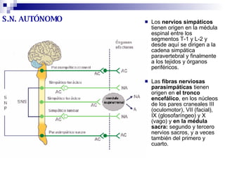S.N. AUTÓNOMO Los  nervios simpáticos  tienen origen en la médula espinal entre los segmentos T-1 y L-2 y desde aquí se dirigen a la cadena simpática paravertebral y finalmente a los tejidos y órganos periféricos. Las  fibras nerviosas parasimpáticas  tienen origen en  el tronco encefálico , en los núcleos de los pares craneales III (oculomotor), VII (facial), IX (glosofaríngeo) y X (vago) y  en la médula sacra:  segundo y tercero nervios sacros, y a veces también del primero y cuarto. 