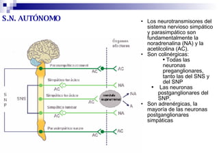 S.N. AUTÓNOMO Los neurotransmisores del sistema nervioso simpático y parasimpático son fundamentalmente la noradrenalina (NA) y la acetilcolina (AC). Son colinérgicas: Todas las neuronas preganglionares, tanto las del SNS y del SNP  Las neuronas postganglionares del SNP.  Son adrenérgicas, la mayoría de las neuronas postganglionares simpáticas  