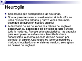 Neuroglia Son células que acompañan a las neuronas. Son muy  numerosas : una estimación sitúa la cifra en unos novecientos billones, ¡ nueve veces él numera estimado de astros en nuestra galaxia! A diferencia de las neuronas, las células neurogliales  conservan su capacidad de división celular  durante toda la madurez. Aunque esta característica  las capacita para reemplazarse así mismas, también las hace susceptibles  a anomalías en la división celular, por ejemplo, el cáncer. Casi todos los tumores benignos y malignos localizados en el sistema nervioso se originan en células neurogliales.  