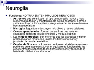 Neuroglia Funciones: NO TRANSMITEN IMPULSOS NERVIOSOS Astrocitos  que constituyen el tipo de neuroglia mayor y mas numeroso: nutrición y mantenimiento de las neuronas. Forman vainas en torno a los capilares sanguíneos del encéfalo (barrera hematoencefálica). Microglia : fagocitan y destruyen microbios y restos celulares  Células  ependimarias : forman capas finas que revisten cavidades llenas de liquido encéfalo y medula espinal.  Los  oligodentrocitos : son menores que los astrocitos y tienen prolongaciones mantienen unidas las fibras nerviosas y producen la banda de mielina.  Células de Shwann : solo se encuentran en el sistema nervioso periférico en el que constituyen el equivalente funcional de los oligodentrocitos soportando las fibras nerviosas y formando la banda de mielina a su alrededor.  