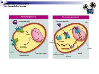 EL SISTEMA ENDOCRINO Los tipos de hormonas Hormonas proteicas Hormonas esteroides hormona proteica AMPc activación  enzimática hormona esteroide receptor adenilato ciclasa receptor proteína ribosoma ARNm núcleo ADN membrana celular membrana celular 