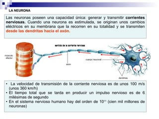 LA NEURONA Las neuronas poseen una capacidad única: generar y transmitir  corrientes nerviosas.  Cuando una neurona es estimulada, se originan unos cambios eléctricos en su membrana que la recorren en su totalidad y se transmiten  desde las dendritas hacia el axón. músculo  efector La velocidad de transmisión de la corriente nerviosa es de unos 100 m/s (unos 360 km/h) El tiempo total que se tarda en producir un impulso nervioso es de 6 milésimas de segundo En el sistema nervioso humano hay del orden de 10 11  (cien mil millones de neuronas) sentido de la corriente nerviosa dendritas cuerpo neuronal axón sentido de la corriente nerviosa sentido de la corriente nerviosa sentido de la corriente nerviosa sentido de la corriente nerviosa sentido de la corriente nerviosa sentido de la corriente nerviosa 