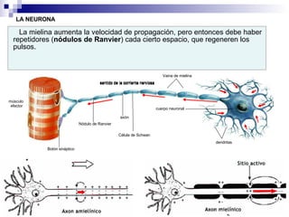 LA NEURONA La mielina aumenta la velocidad de propagación, pero entonces debe haber repetidores ( nódulos de Ranvier ) cada cierto espacio, que regeneren los pulsos. músculo  efector Célula de Schwan Vaina de mielina sentido de la corriente nerviosa dendritas cuerpo neuronal axón sentido de la corriente nerviosa sentido de la corriente nerviosa sentido de la corriente nerviosa sentido de la corriente nerviosa sentido de la corriente nerviosa sentido de la corriente nerviosa Botón sináptico Nódulo de Ranvier 