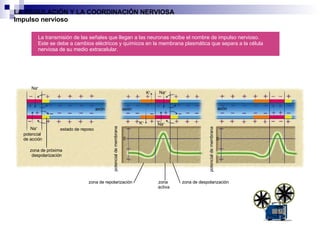 LA REGULACIÓN Y LA COORDINACIÓN NERVIOSA Impulso nervioso potencial  de acción estado de reposo K +  K +  La transmisión de las señales que llegan a las neuronas recibe el nombre de impulso nervioso.  Este se debe a cambios eléctricos y químicos en la membrana plasmática que separa a la célula  nerviosa de su medio extracelular. axón axón axón Na + Na + Na + Na + zona de próxima  despolarización zona de repolarización zona de despolarización zona  activa potencial de membrana potencial de membrana 0 0  