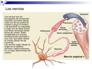 Los nervios 