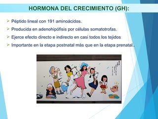 HORMONA DEL CRECIMIENTO (GH):
 Péptido lineal con 191 aminoácidos.
 Producida en adenohipófisis por células somatotrofas.
 Ejerce efecto directo e indirecto en casi todos los tejidos
 Importante en la etapa postnatal más que en la etapa prenatal..
 