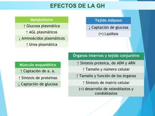 Metabolismo
↑ Glucosa plasmática
↑ AGL plasmáticos
↓ Aminoácidos plasmáticos
↑ Urea plasmática
Tejido Adiposo
↓ Captación de glucosa
(+) Lipólisis
Órganos internos y tejido conjuntivo
↑ Síntesis proteica, de ADN y ARN
↑ Tamaño y número celular
↑ Tamaño y función de los órganos
↑ Síntesis de matriz celular
(+) desarrollo de osteoblastos y
condoblastos
Músculo esquelético
↑ Captación de a. a.
↑ Síntesis de proteínas
↓ Captación de glucosa
EFECTOS DE LA GH
 