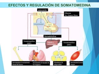EFECTOS Y REGULACIÓN DE SOMATOMEDINA
 