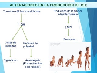 ALTERACIONES EN LA PRODUCCIÓN DE GH:
Tumor en células somatotrofas
↑ GH
Reducción de la función
adenohipofisaria:
Antes de
pubertad
Después de
pubertad
Gigantismo Acromegalia
(Ensanchamient
o de huesos).
Enanismo
↓ GH
 