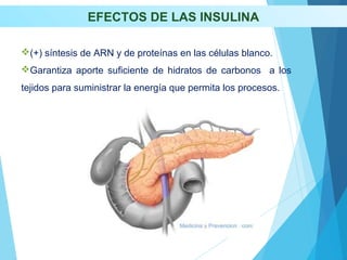 EFECTOS DE LAS INSULINA
(+) síntesis de ARN y de proteínas en las células blanco.
Garantiza aporte suficiente de hidratos de carbonos a los
tejidos para suministrar la energía que permita los procesos.
 