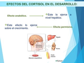 EFECTOS DEL CORTISOL EN EL DESARROLLO:
Este efecto lo ejerce
sobre el crecimiento.
Efecto anabólico.
Efecto permisivo.
Este lo ejerce a
nivel hepático.
 