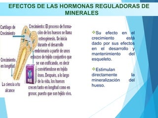 EFECTOS DE LAS HORMONAS REGULADORAS DE
MINERALES
Su efecto en el
crecimiento está
dado por sus efectos
en el desarrollo y
mantenimiento del
esqueleto.
Estimulan
directamente la
mineralización del
hueso.
 