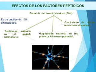 EFECTOS DE LOS FACTORES PEPTÍDICOS
Es un péptido de 118
aminoácidos.
•Factor de crecimiento nervioso (FCN).
•Crecimiento de células
sensoriales simpáticas.
•Replicación neuronal
en el período
embrionario.
•Replicación neuronal en los
primeros 6-8 meses postnatal.
 