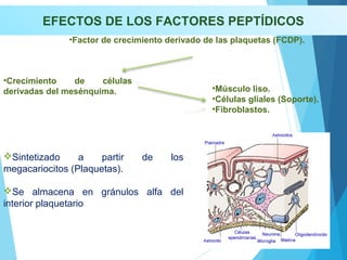 EFECTOS DE LOS FACTORES PEPTÍDICOS
Sintetizado a partir de los
megacariocitos (Plaquetas).
Se almacena en gránulos alfa del
interior plaquetario
•Crecimiento de células
derivadas del mesénquima. •Músculo liso.
•Células gliales (Soporte).
•Fibroblastos.
•Factor de crecimiento derivado de las plaquetas (FCDP).
 