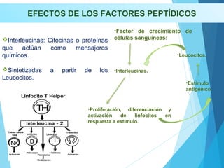 EFECTOS DE LOS FACTORES PEPTÍDICOS
Interleucinas: Citocinas o proteínas
que actúan como mensajeros
químicos.
Sintetizadas a partir de los
Leucocitos.
•Factor de crecimiento de
células sanguíneas:
•Interleucinas.
•Proliferación, diferenciación y
activación de linfocitos en
respuesta a estímulo.
•Leucocitos.
•Estímulo
antigénico.
 