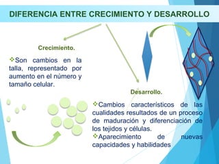 DIFERENCIA ENTRE CRECIMIENTO Y DESARROLLO
Crecimiento.
Desarrollo.
Son cambios en la
talla, representado por
aumento en el número y
tamaño celular.
Cambios característicos de las
cualidades resultados de un proceso
de maduración y diferenciación de
los tejidos y células.
Aparecimiento de nuevas
capacidades y habilidades
 