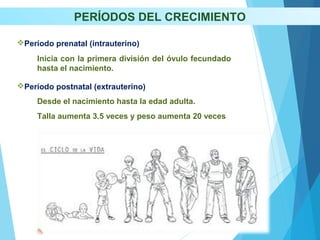 PERÍODOS DEL CRECIMIENTO
Período prenatal (intrauterino)
Período postnatal (extrauterino)
Inicia con la primera división del óvulo fecundado
hasta el nacimiento.
Desde el nacimiento hasta la edad adulta.
Talla aumenta 3.5 veces y peso aumenta 20 veces
 