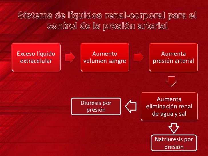 Resultado de imagen para Importancia de la sal (NaCl) en el esquema renal-lÃquido corporal de regulación de la presión arterial