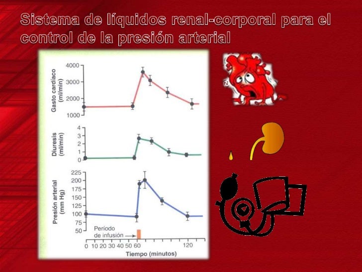 Resultado de imagen para Sistema de lÃquidos renal-corporal para el control de la presión arterial