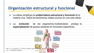 Organización estructural y funcional
● La célula constituye la unidad básica estructural y funcional de la
materia viva. Todos los fenómenos vitales ocurren en una sola célula.
● La evolución de los organismos multicelulares produjo la
especialización de grupos celulares en funciones específicas.
Hall, J. E., & Guyton, A. C. (2016). Guyton y Hall: Compendio de fisiología médica (13a
ed. --.). Barcelona: Elsevier.
 