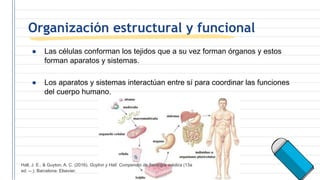 Organización estructural y funcional
● Las células conforman los tejidos que a su vez forman órganos y estos
forman aparatos y sistemas.
● Los aparatos y sistemas interactúan entre sí para coordinar las funciones
del cuerpo humano.
Hall, J. E., & Guyton, A. C. (2016). Guyton y Hall: Compendio de fisiología médica (13a
ed. --.). Barcelona: Elsevier.
 
