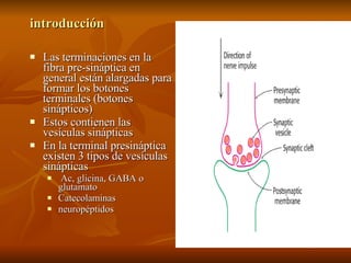 introducción Las terminaciones en la fibra pre-sináptica en general están alargadas para formar los botones terminales (botones sinápticos) Estos contienen las vesículas sinápticas  En la terminal presináptica existen 3 tipos de vesículas sinápticas Ac, glicina, GABA o glutamato Catecolaminas neuropéptidos 