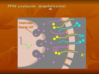 PPSE (excitación  despolarización) Na + K + NT Vesiculas liberan NT 